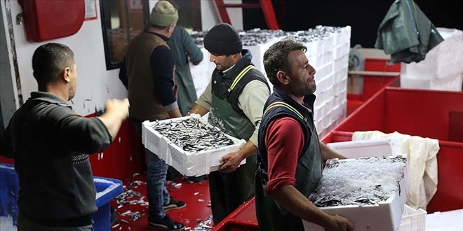 Karadeniz'de hamsi bereketi yaşanıyor