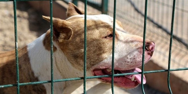 Katil kpeklere kim dur diyecek?