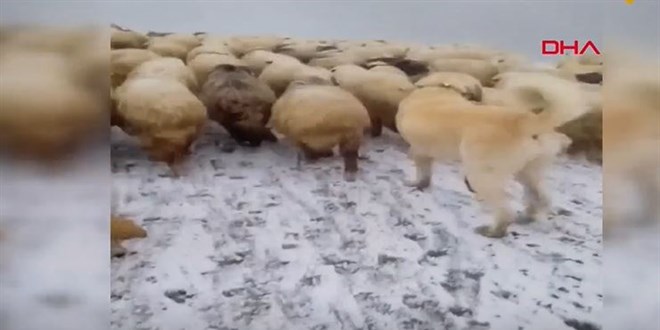 Rize yaylalarında kar kalınlığı 20 santimi aştı