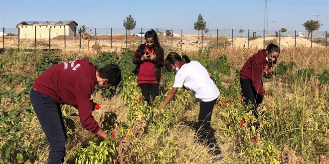 Öğrenciler okul bahçesinde yetiştirdikleri ürünleri hasat etti