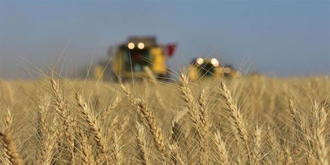 Sürdürülebilir tarım için buğdaya gelir koruma sigortası