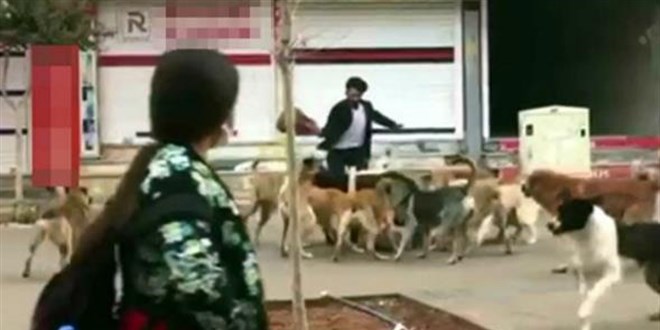 Köpeği, köpeklerin saldırısından elindeki poşetle kurtardı
