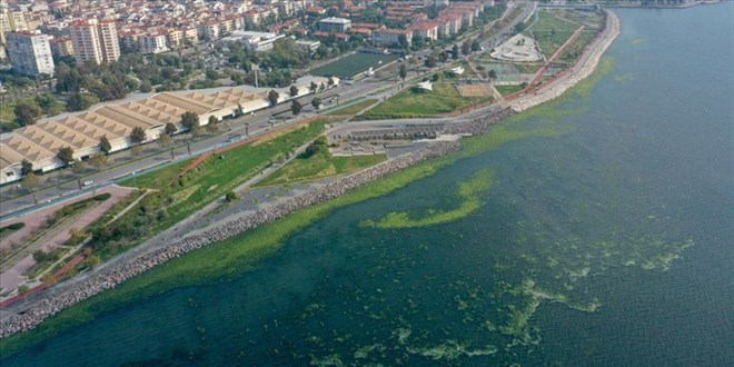 Deniz yosunu İzmir Körfezi'nde yeniden yayılıyor