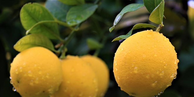 Kilosu 40 kuruşa düşen limon dalında sarardı
