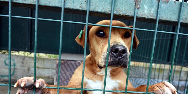 'Yasaklı ırk köpekler' ömür boyu barınaklara mahkum