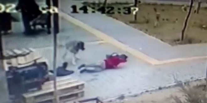 Başıboş köpekler yolda yürüyen çocuğa saldırdı