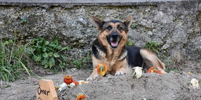 Trabzon'da sahibi vefat eden köpek mezarın başından ayrılmıyor