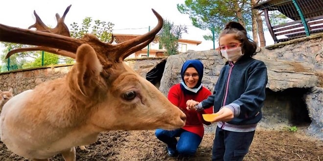 Bu geyiklerin görevi çok 'özel'