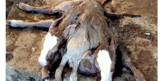 Çift başlı, 6 ayaklı ve 2 kuyruklu buzağıya inceleme